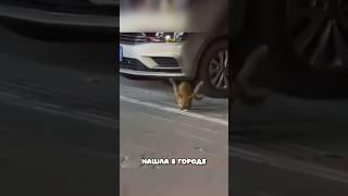 Котику сломали руки…