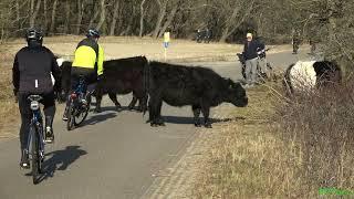 Traffic hour in Meijendel