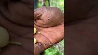 Hadzabe Tribe ancient bushmen traditionally find different edible fruits in nature