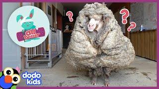 All Better — Watch This Sheep Get 80 POUNDS Of Wool Shaved Off  All Better  Dodo Kids