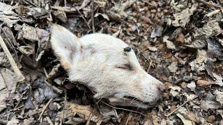 Puppies Rescued With Maggots&Wounds help me