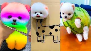 Cute Pomeranian Puppies Doing Funny Things 2024Cute and Funny DogsBox Studios