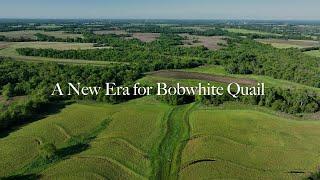 A New Era for Bobwhite Quail