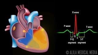 Cardiac Conduction System and Understanding ECG Animation.