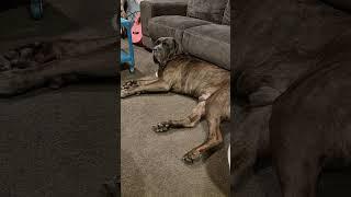 Cane Corso Dreaming Sleep Walk