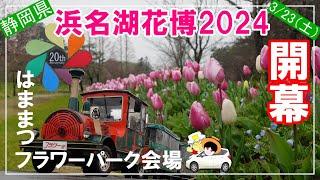 【浜名湖花博2024】開幕！撮影323（土）はままつフラワーパーク会場。動画の開花状況をご参考にベストな来訪日を計画してください。