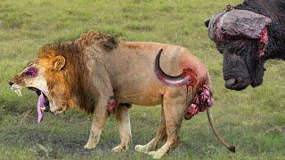 Shocking Moments When Painful Lions Are Attacked And Tortured By Africas Deadliest Preys