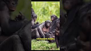 bonobo  hewan paling doyan cocok tanam 