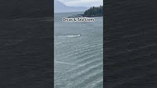 Day 5 - WOW - Incredible views of  Orcas & Sea Lions in Alaska  #cruise #shorts