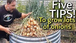 5 Tips How to Grow a Ton of Onions in One Container or Garden Bed