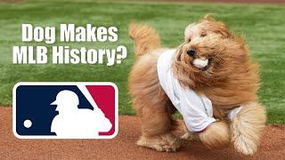 My dog “fetches” the First Pitch at MLB Game Behind the Scenes with a Pet Influencer Ep. 1