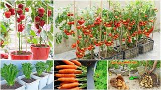 اتعلم تزرع الخضروات في المنزل من الألف إلى الياء أسرار النجاح في أقل من 30 دقيقة