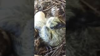 two different species in the same nest#bird #birdslover #greyfrancolin#greyfrancolinvoice#francolin