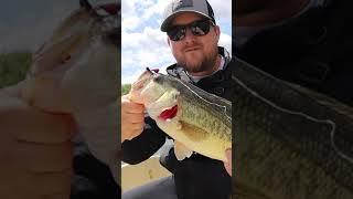 #Shorts I ️ Topwater Buzzbaits. Largemouth Bass Destroys Topwater Buzzbait