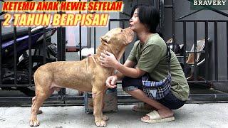 SAMPAI TERHARU  Ketemu Anak Anjing Hewie Setelah 2 Tahun Berpisah  #hewiepitbull