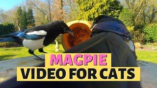 MAGPIE VIDEOS FOR CATS  Bird Watching For Cats