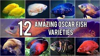 TOP 12- Amazing Oscar Fish Varieties Videos