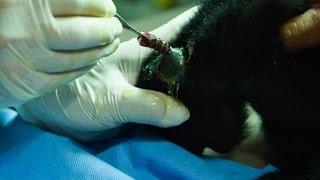 Baby howler monkey has his botfly removed - Natural World 2016 Episode 1 Preview - BBC Two