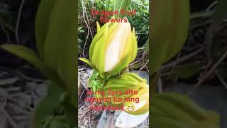 Dragon fruit flowers  #everyone #ofwlifechannelofficial #shortvideo #trendingvideo #buhayofw