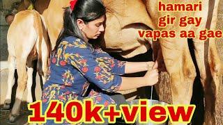 Gir cow  milking..  dairyfarm gujarat.. village life vlog