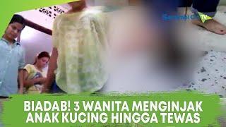 Biadab 3 Wanita ini Menginjak-injak Anak Kucing Hingga Tewas