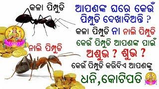 ପିମ୍ପୁଡି ଘରେ ଦେଖାଯିବାର ଅର୍ଥ କାନ ?ଧନିକୋଟିପତି କରାଏ ପିମ୍ପୁଡି ନାଲି ନା କଳା ପିମ୍ପୁଡି ଘରେ ଦେଖାଯିବା ଶୁଭ ?