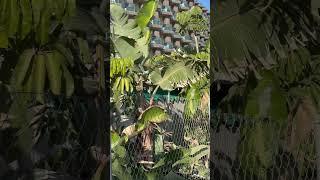 Monk parakeets at the Costa del Sol Torremolinos Spain