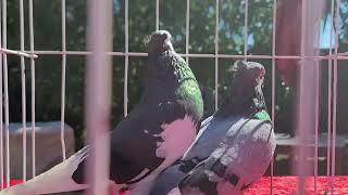 3 styles of pigeons that perform in different ways. Pakistani Tippler and Serbian High flyers.