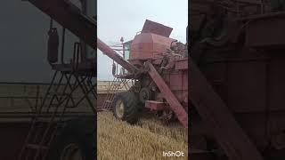 Уборка пшеницы 2023. Модернизация комбайна нива