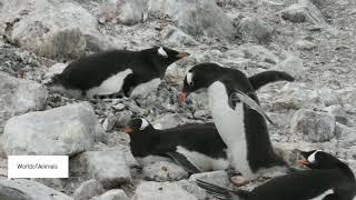 Gentoo penguins mating on the rocks bule whales are swimming in the  clear water  flies mating