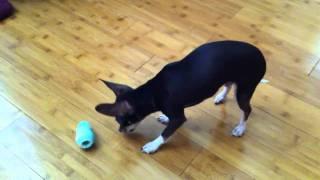 Niblet Trying to Get Pup-Peroni Out of Her Kong Toy