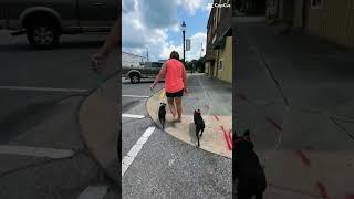 Adorable Dogs Showing Off Walking Skills  Indianapolis Dog Trainers Off Leash K9