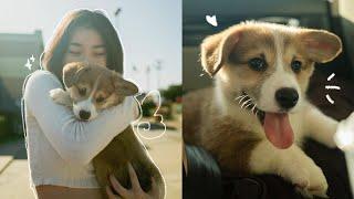 our first month with our corgi puppy