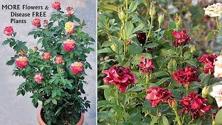 My SECRETS To Make Rose Plants VERY BUSHY & HEALTHY 100% SUCCESS