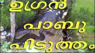 King cobra in the bonnet of the car found am motors at farok Kerala