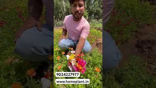 Portulaca 50 colours for sale online Mob 9024227977 #gardening #mossrose #garden