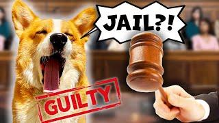 Corgi Is Sentenced to LIFE