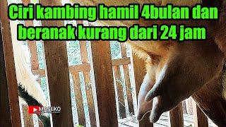 Ciri kambing bunting 4bulan dan mau beranak kurang dari 24 jam