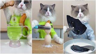 Cats make food 2022 That Little Puff Tiktok Compilation #16