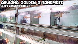 ARWANA GOLDEN & TANKMATE READY BANYAK PILIHAN‼️AQA RANGERS FISH PASAR IKAN HIAS JATINEGARA‼️