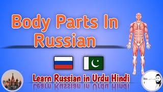 Human Body Organs in Russian  Body Parts in Russian Parts of Body in Russian #russianlanguage