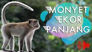 Monyet Ekor Panjang Monkey Sound