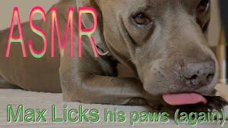 ASMR  Max Licks Paws again  Dog Licking Sounds & Tingles  No Talking