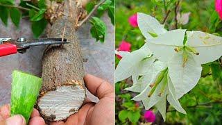 How to Propagate Bougainvillea From Cuttings Easy and Fast  Best Natural Rooting Hormone