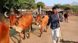 indian Cows  Kids Cow Video With Mooing Sound shakhpur  Village life in gujarat