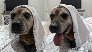 How The Dogs React to Thunderstorm and Lightning