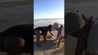 Menangkap udang mantis dengan teknik menggali sarangnya #520