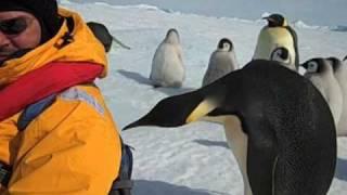 Emperor Penguin - Close Encounter of the Third Kind