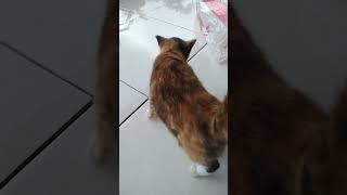 #beli #kucing #dalam #karungberas