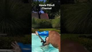 Anjing Pitbull Lompat Ke Kolam Tolong Tuanya #hewiepitbull  #shortvideo